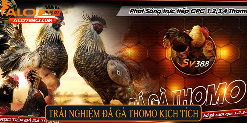 Trải nghiệm đá gà Thomo kích tính